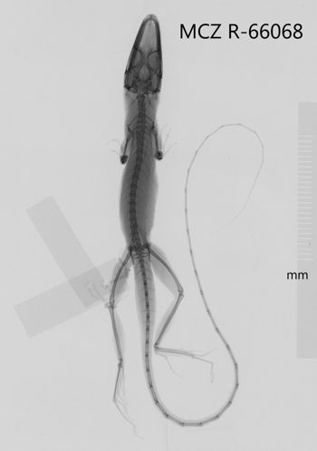 Media type: image;   Herpetology R-66068 Aspect: dorsoventral x-ray
